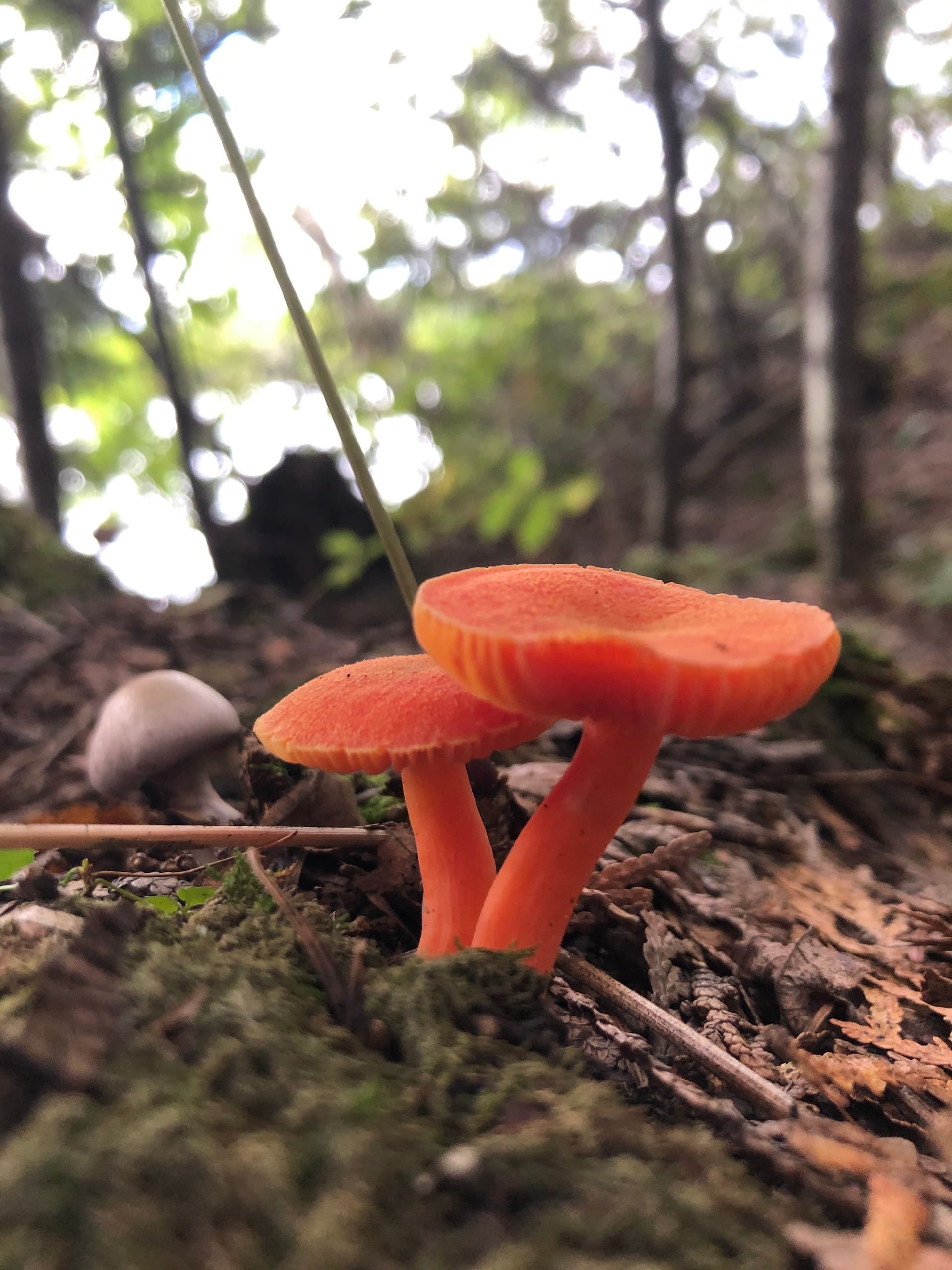 The Orange Couple in the Fall